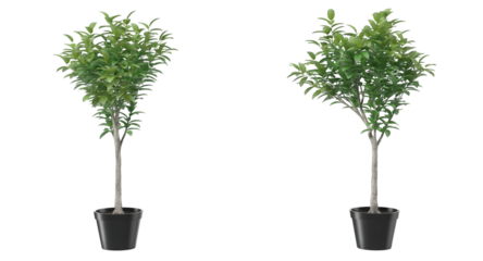 Two potted trees with lush green foliage, showcasing a natural and vibrant environment.