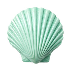 seashell on white background