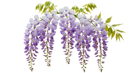 Elegant cascading wisteria blossoms in soft purple and white with green leaves