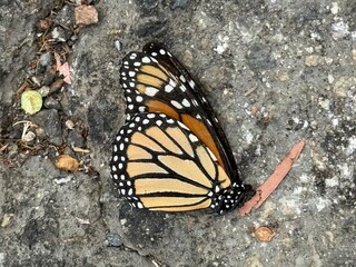 Monarch at Rest: A lifeless monarch butterfly lies on rocky pavement, a quiet symbol of fragility,...