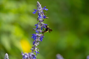 Bee on flower