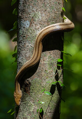 Snake on tree