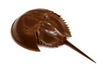 Horseshoe crab resting with distinctive protective shell, segmented body sprawling across neutral studio backdrop