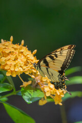 Butterfly on Flower 