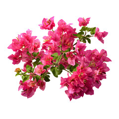 Bougainvillea Spectabilis Blossom with Vibrant Pink Petals on Black Background