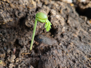 close up of young green tamarind plant