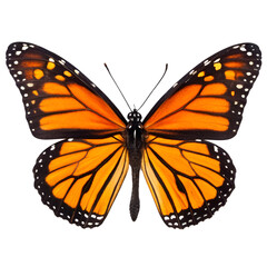 Obraz premium butterfly on white background