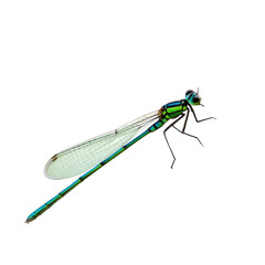 dragonfly on white