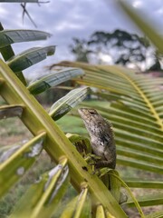 Anole on Palm: Tropical Garden Wildlife