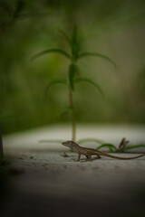 A sharp image of a small brown lizard resting on a branch in a natural outdoor setting. The soft background and lighting emphasize