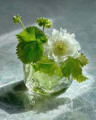 Delicate white poppy in a glass vase with fresh greenery