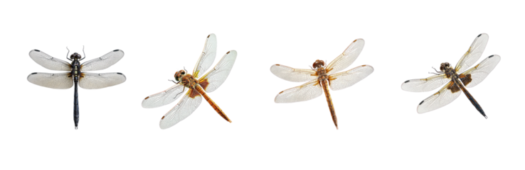 Collection of Dragonfly resting Sits still with wings spread or folded. full length isolate on transparent background