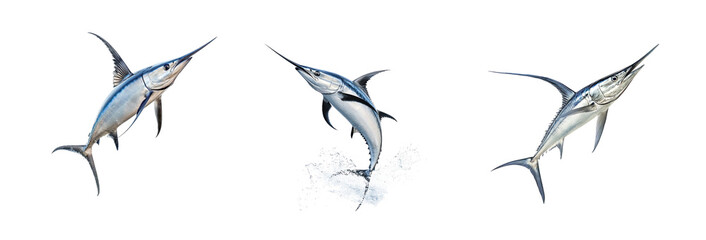 Collection of Swordfish turning Twists its body quickly to change direction while swimming. full length isolate on transparent background