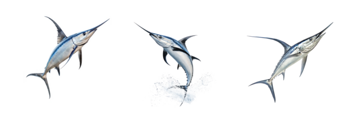 Collection of Swordfish turning Twists its body quickly to change direction while swimming. full length isolate on transparent background