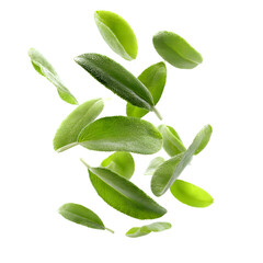 Fototapeta premium Floating Sage Leaves Vertically in Mid air
