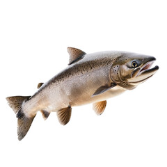 Obraz premium Salmon resting Floats in the water, body still and head slightly above the surface. full length isolate on transparent background