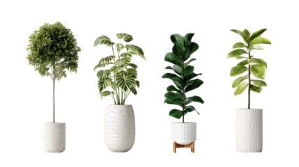 A refreshing row of potted plants, bringing vibrant greenery to life lush