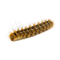 caterpillar isolated on white