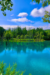 初夏の白金青い池（北海道・美瑛町）