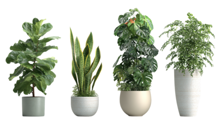 Flourishing indoor plants, creating a vibrant green oasis in your living space lush