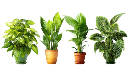 Flourishing green plants basking in natural sunlight, a botanical showcase lush