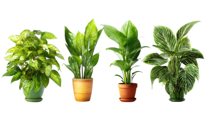 Flourishing green plants basking in natural sunlight, a botanical showcase lush