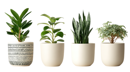 Flourishing greenery, three potted plants in pristine white ceramic pots enhancing home decor