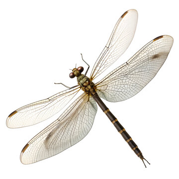 dragonfly isolated on white