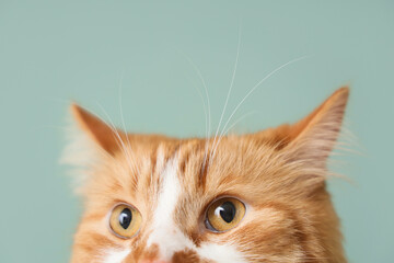 Cute fluffy cat on green background, closeup