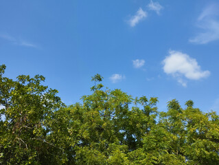 Green dense tree on the blue sky with clouds