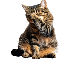  Surprised cat covering its face – adorable pet moment in cozy home PNG