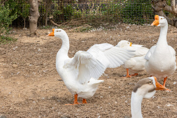 The large white geese raised on the farm