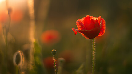 Naklejka premium A vibrant red poppy bathed in golden sunset light, symbolizing remembrance and beauty.