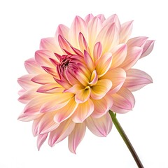 Peach and Pink Dahlia Flower Closeup Macro Photography