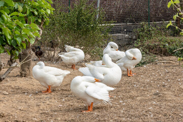 The large white geese raised on the farm