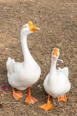 The large white geese raised on the farm