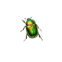green beetle isolated on white background