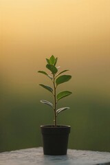 Fototapeta premium A small potted plant stands alone against a blurred, gradient background.
