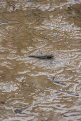 Jumping fish on the tidal flats 