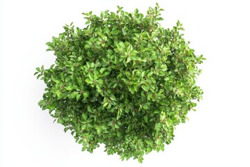 Top-down view of apple tree isoleted on white background