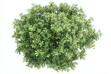 Obraz premium Top-down view of apple tree isoleted on white background