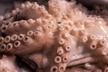 Raw octopus closeup showing tentacles and suckers.