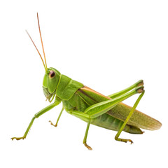 green grasshopper isolated on white background