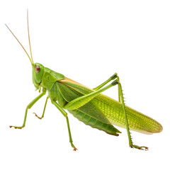 Fototapeta premium grasshopper on a white background