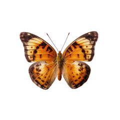 Obraz premium Close-up of a butterfly with intricate orange-brown wings