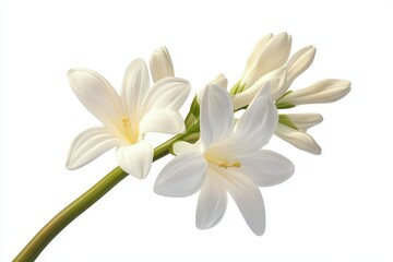 Naklejka premium Tuberose isolated in 3d cartoon character on white background