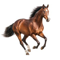 Obraz premium A brown horse in a dynamic gallop against a black backdrop. Full body shot, detailed coat, and flowing mane and tail. Focus on motion and power
