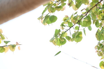 Ficus religiosa tree. Its other name bodhi tree, pippala tree, peepul tree or ashwattha tree. This is the tree under which Gautama Buddha is believed to have attained enlightenment.