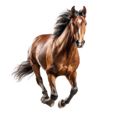 Obraz premium Full shot of a brown horse in mid-gallop