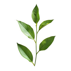Close-up of a vibrant green plant stem with several leaves.  The leaves are outlined, creating a sharp contrast against the dark background.  A slender stem connects the leaves